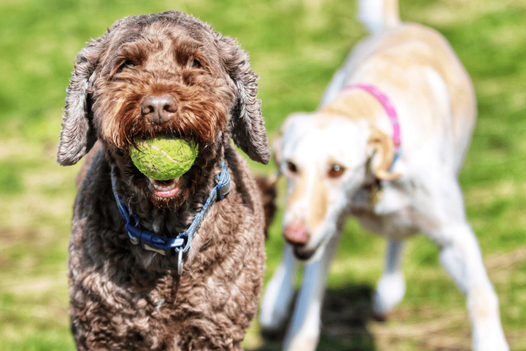 dogs with tennis ball dogs with tennis ball