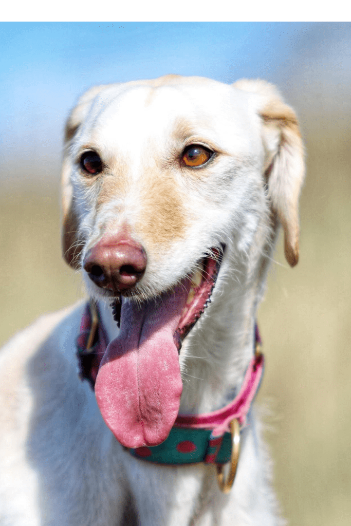 beautiful dog long tongue beautiful dog long tongue