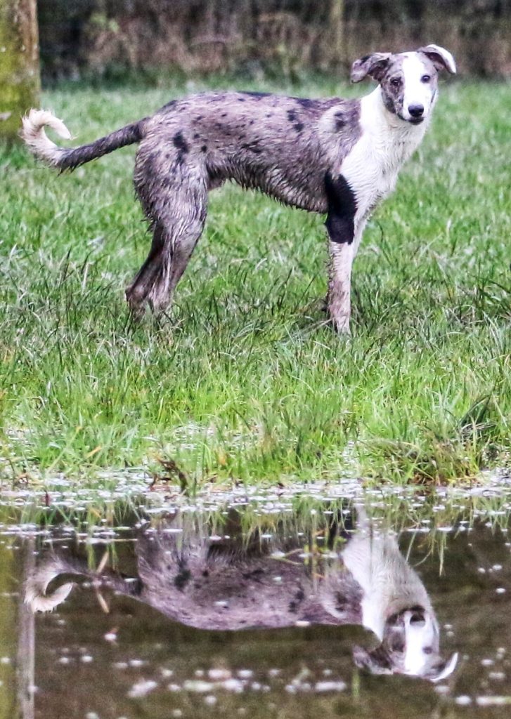 dog reflection water dog reflection water