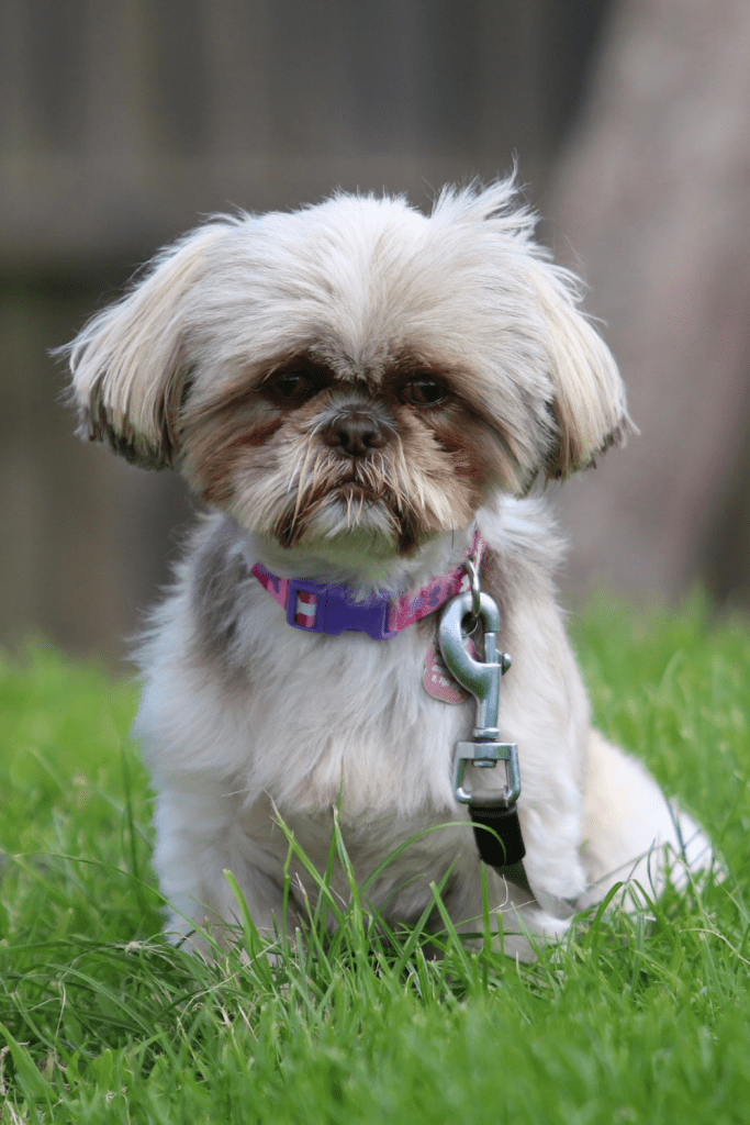 dog portrait dog looking at the camera